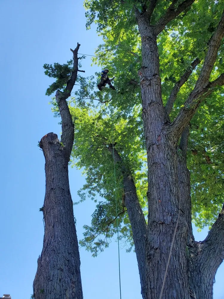 Expert lawn mowing service for homes in Lemont, IL by Viverito Tree Experts