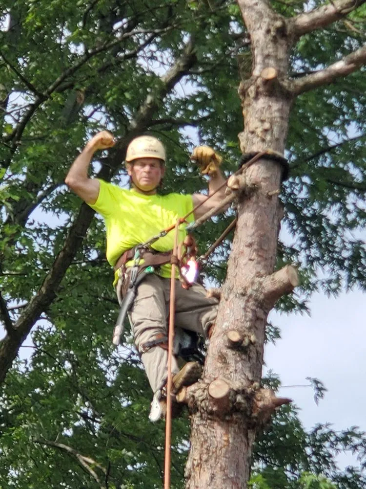 Affordable garden landscaping for homes across Lemont, IL - Viverito Tree Experts