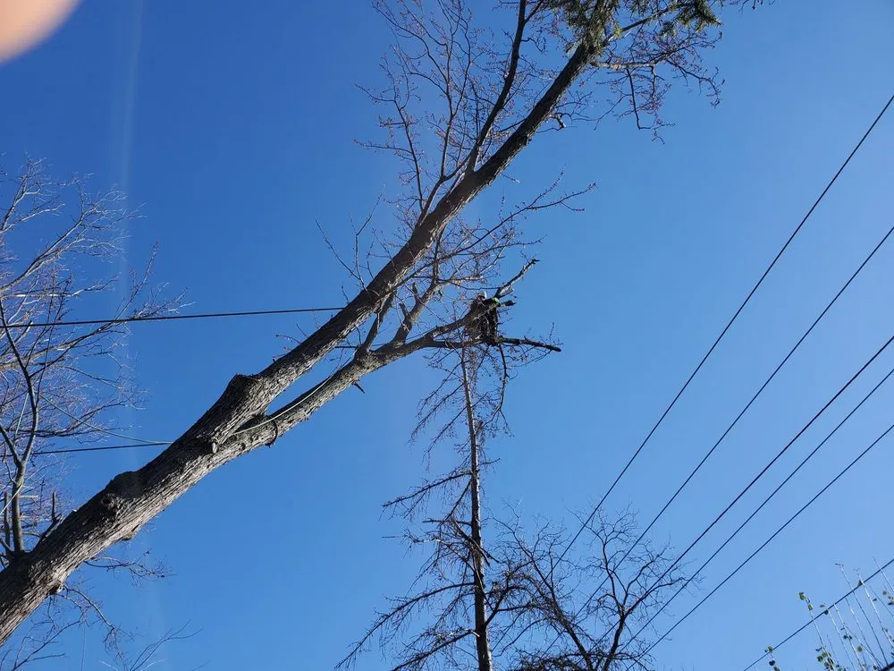 Reliable yard cleanup service near you in Lemont, IL by Viverito Tree Experts