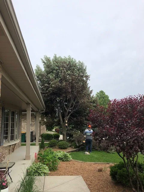 Professional yard maintenance in Lemont, IL by Viverito Tree Experts