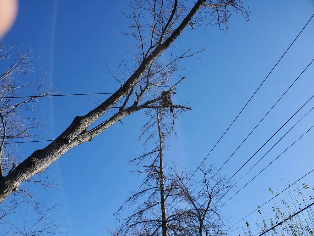 Reliable outdoor landscaping with custom design across Lemont, IL - Viverito Tree Experts