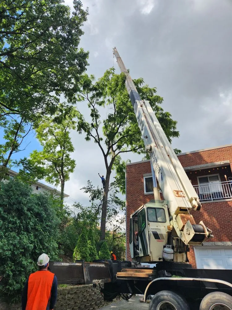 Affordable lawn care service in Lemont, IL by Viverito Tree Experts