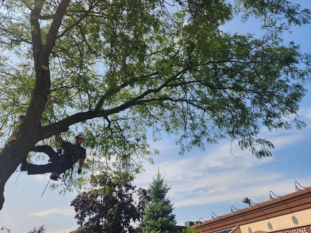 Custom lawn mowing service in Lemont, IL - Viverito Tree Experts