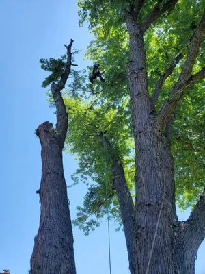 Viverito Tree Experts