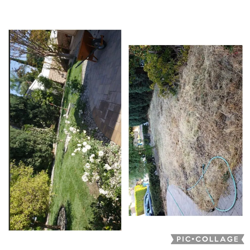 Reliable yard cleanup service in Ventura, CA by Viveros Landscaping