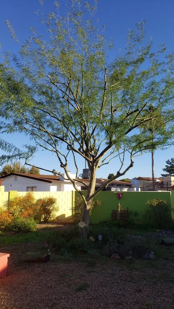 Trusted yard cleanup service in Phoenix, AZ - Viveros Vision Landscapes