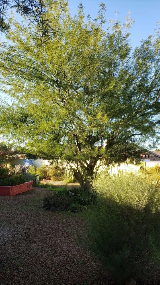 Custom landscape design in Phoenix, AZ by Viveros Vision Landscapes