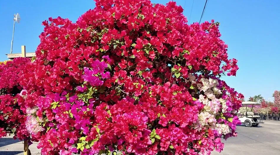 Trusted lawn care service for outdoor upgrades in Loxahatchee, FL by Vivid Green Landscaping