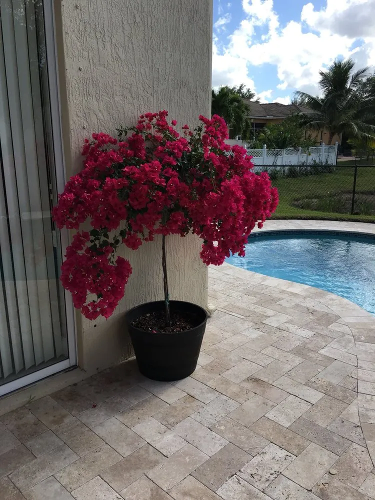 Reliable lawn care service in Loxahatchee, FL - Vivid Green Landscaping