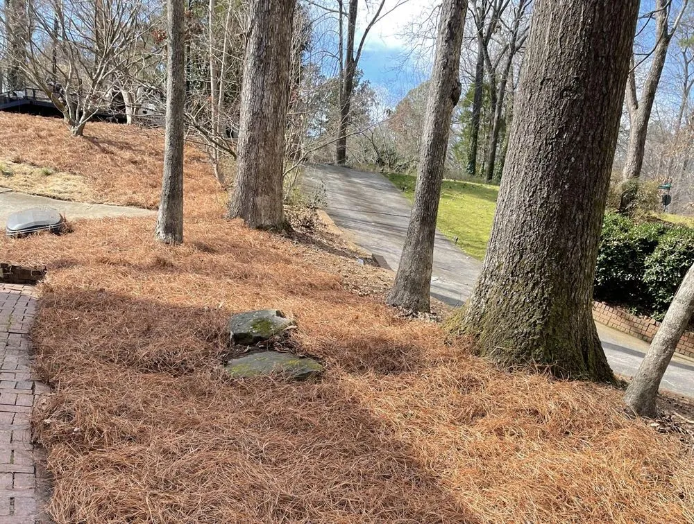 Reliable yard cleanup service in Woodstock, GA by Vivid Renovations