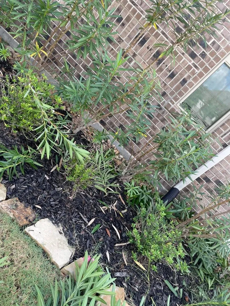 Professional lawn care service in San Marcos, CA by VIX Landscaping