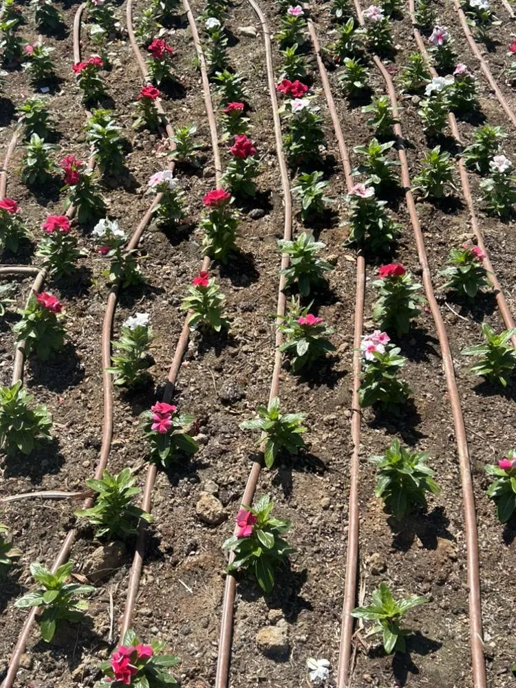 Trusted landscape installation in Coachella, CA - Vizcarra Landscaping