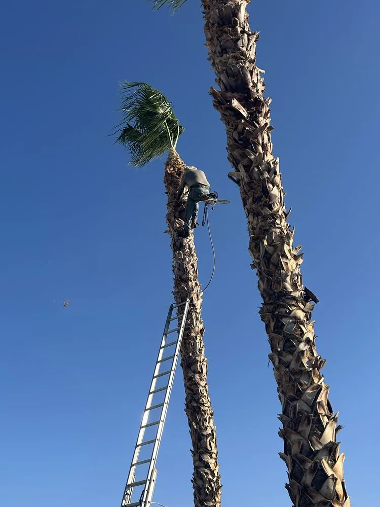 Local landscaping services for outdoor upgrades in Coachella, CA by Vizcarra Landscaping