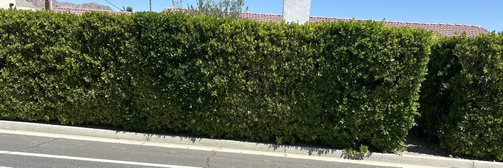 Expert yard cleanup service in Coachella, CA - Vizcarra Landscaping