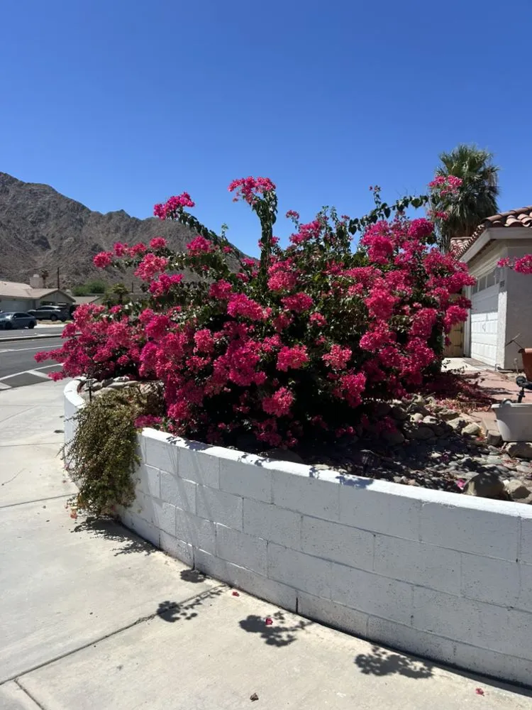 Reliable lawn care service experts serving Coachella, CA - Vizcarra Landscaping