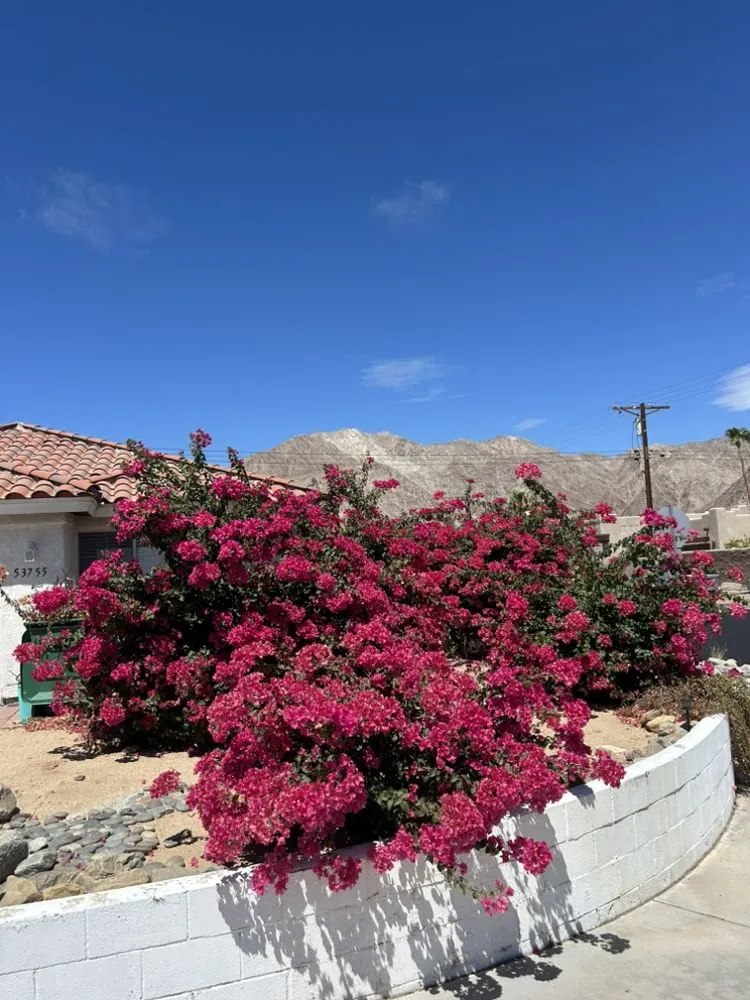 Affordable outdoor landscaping in Coachella, CA - Vizcarra Landscaping