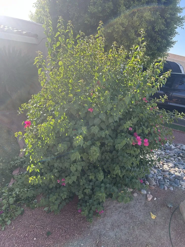 Trusted residential landscaping for residential properties across Coachella, CA - Vizcarra Landscaping