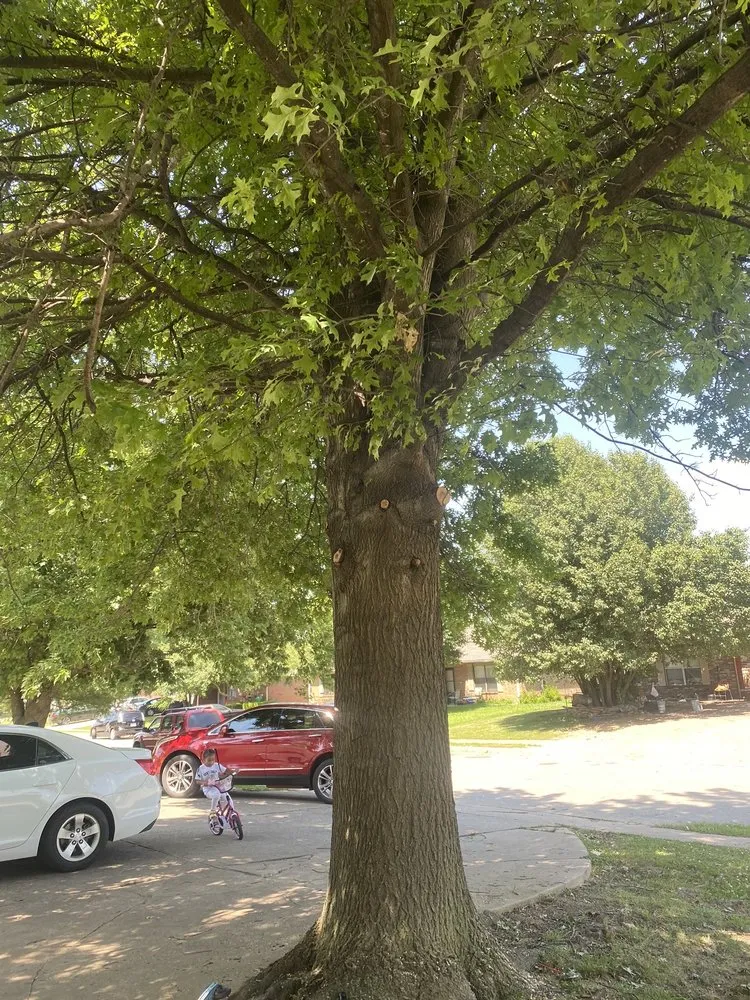 Professional landscape design in Springdale, AR - Vizueth Tree Services