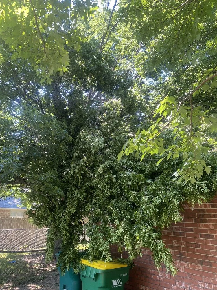 Trusted landscape installation near you in Springdale, AR by Vizueth Tree Services