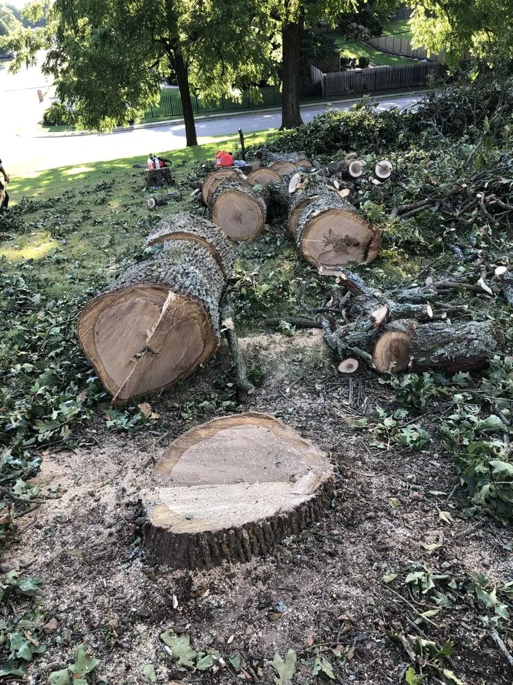 Reliable yard cleanup service for year-round maintenance across Springdale, AR - Vizueth Tree Services