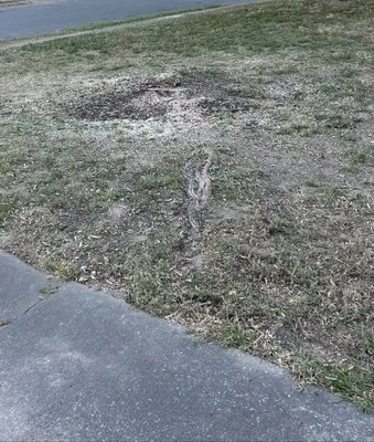 Vizueth Tree Services Logo