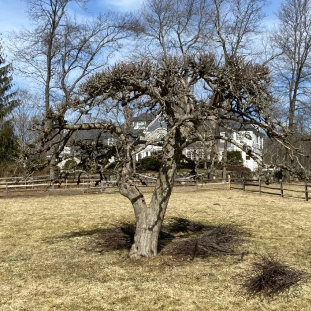 Local landscape installation for residential properties in Norwalk, CT by VL Landscape Complete