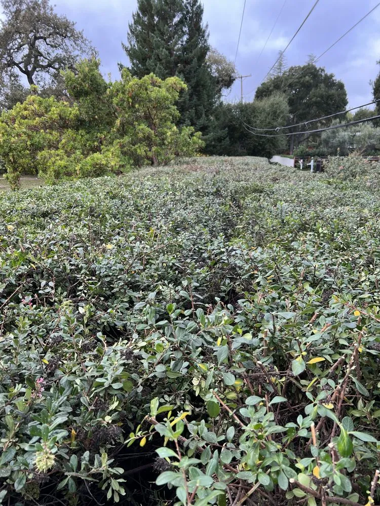 Expert garden landscaping experts serving Hayward, CA - VL Services