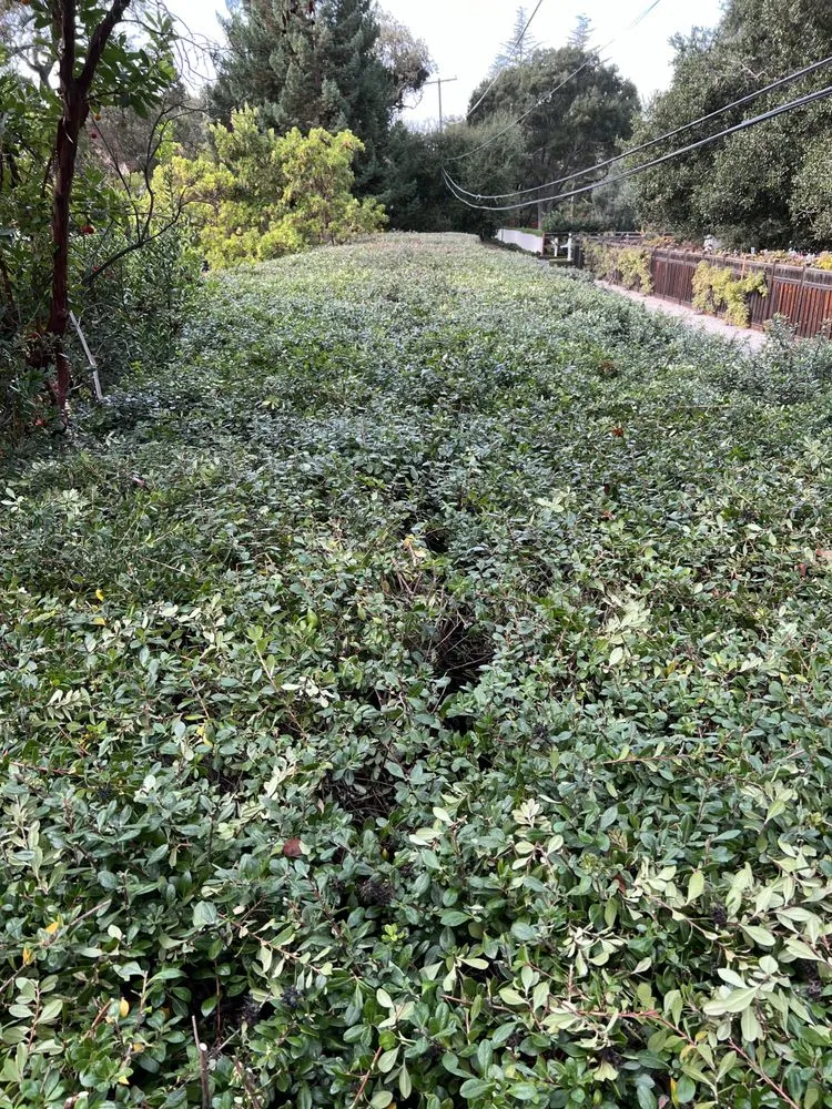 Local landscape installation in Hayward, CA by VL Services