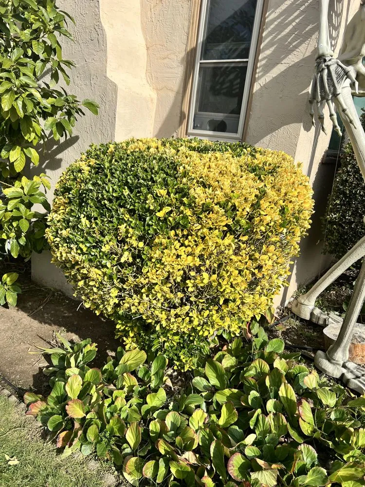 Affordable yard cleanup service near you across Hayward, CA - VL Services