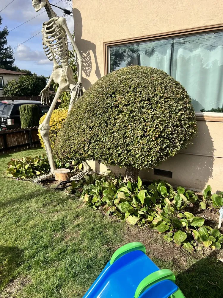 Local yard maintenance for year-round maintenance in Hayward, CA by VL Services