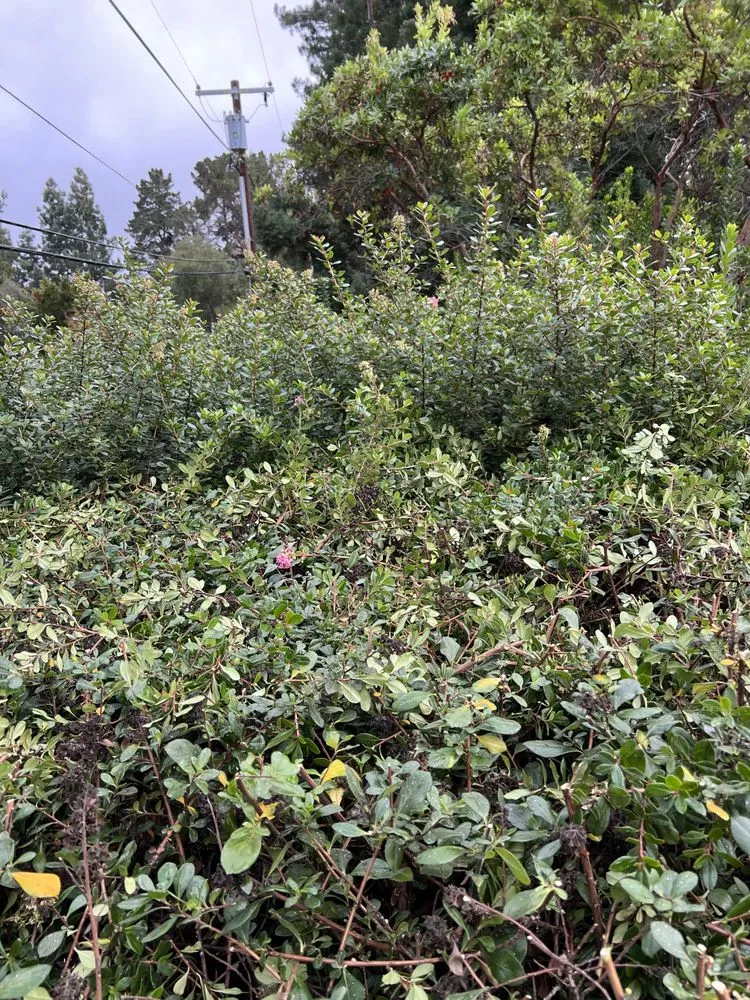 Custom lawn care service for year-round maintenance across Hayward, CA - VL Services