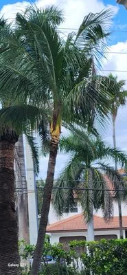 VLopez Landscaping Logo