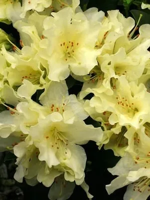 Affordable outdoor landscaping in Beach Park, IL - VM Landscaping & Nursery