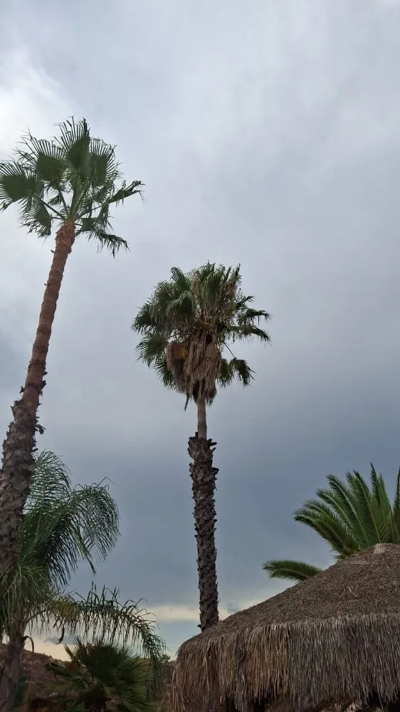 Affordable landscape installation in Perris, CA by VMV Tree Removal