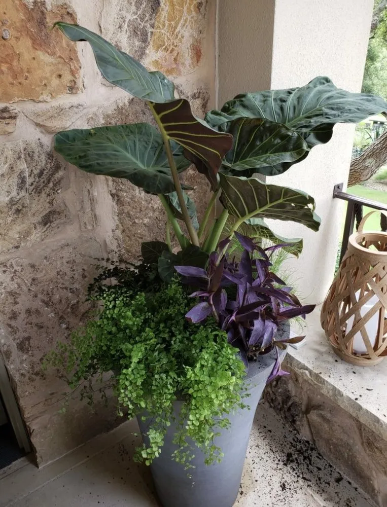 Expert yard maintenance in Austin, TX - Vnovascape