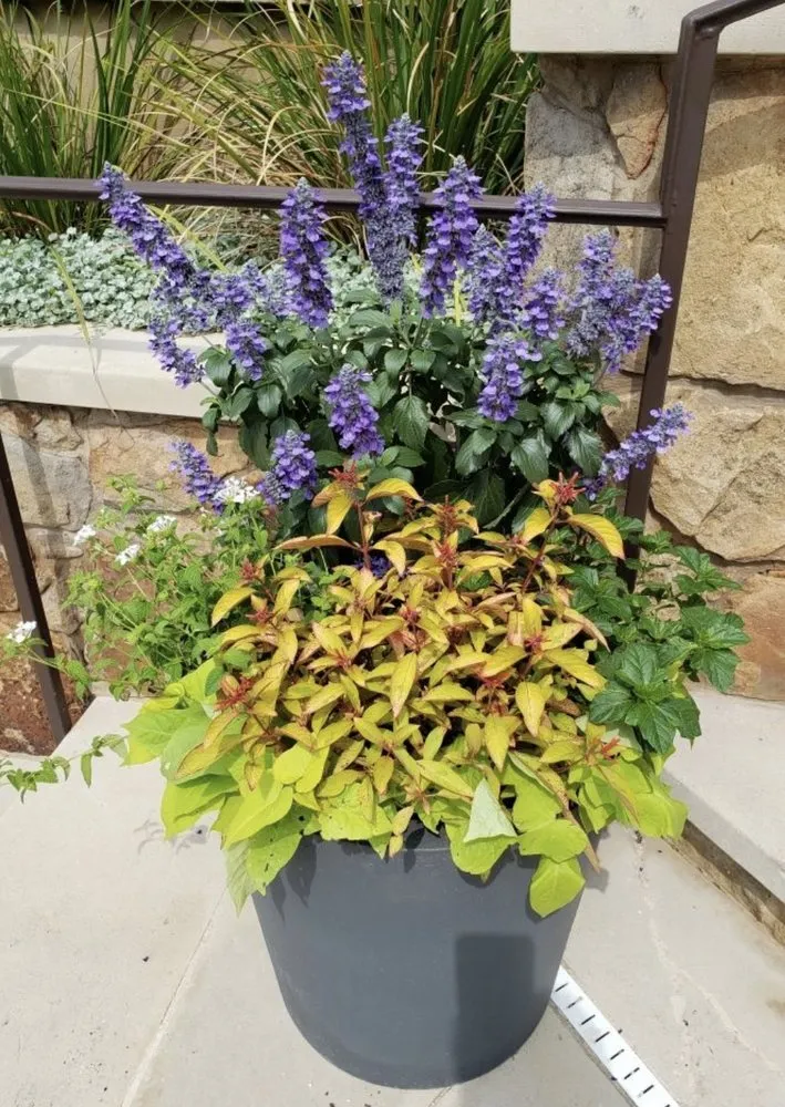 Reliable yard cleanup service for outdoor upgrades in Austin, TX by Vnovascape