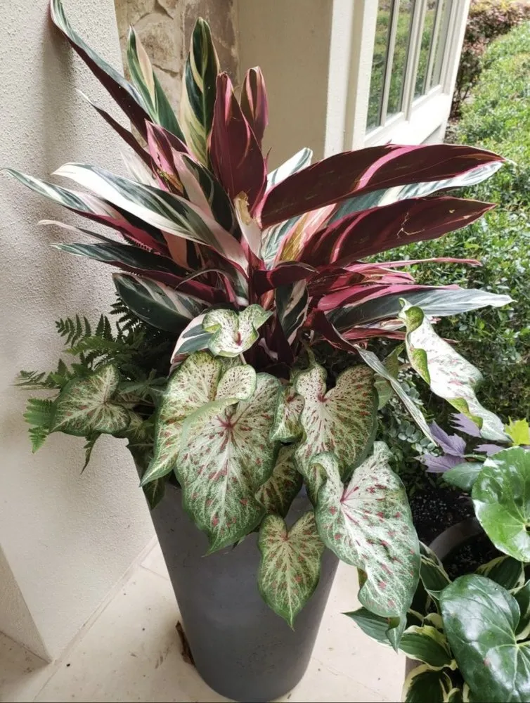 Professional lawn care service in Austin, TX - Vnovascape