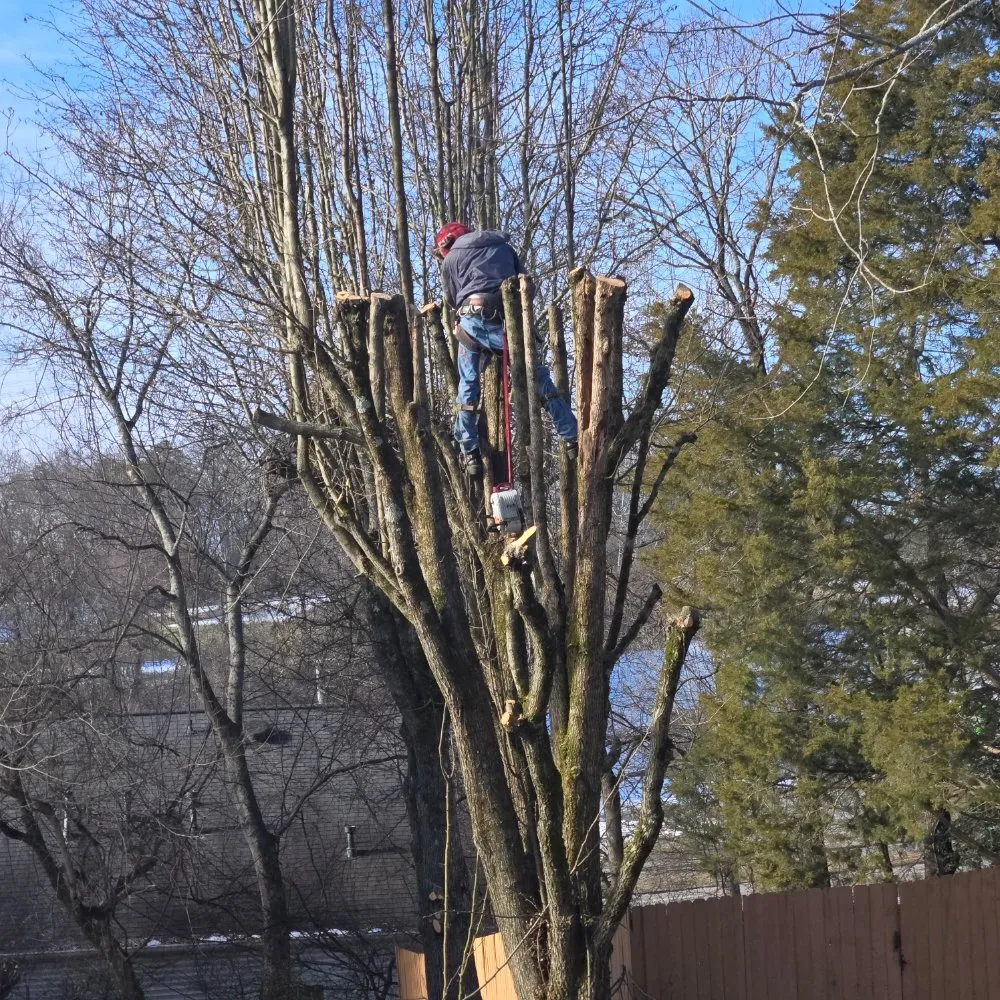 Professional yard cleanup service in Knoxville, TN by Voluntrees