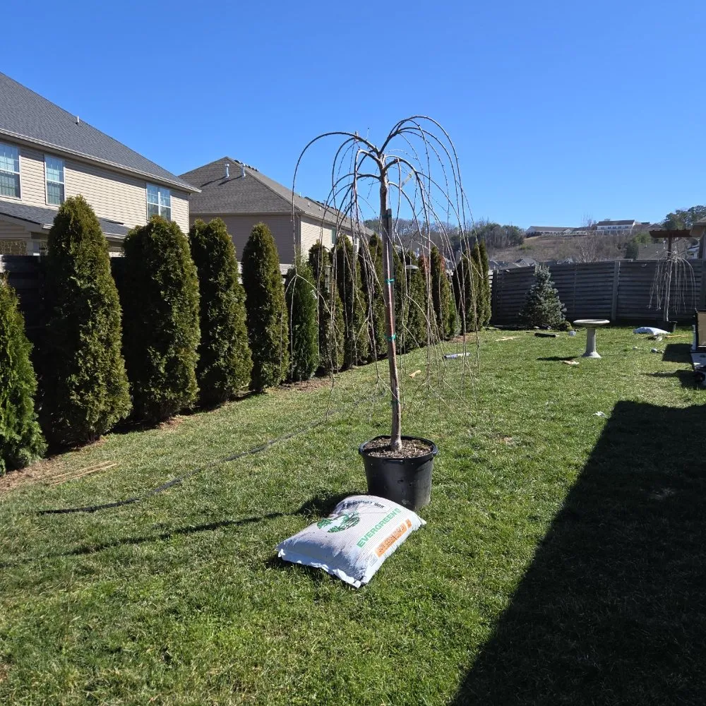 Expert lawn care service for outdoor upgrades across Knoxville, TN - Voluntrees