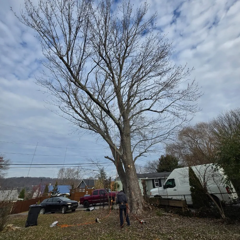 Affordable lawn care service experts serving Knoxville, TN - Voluntrees