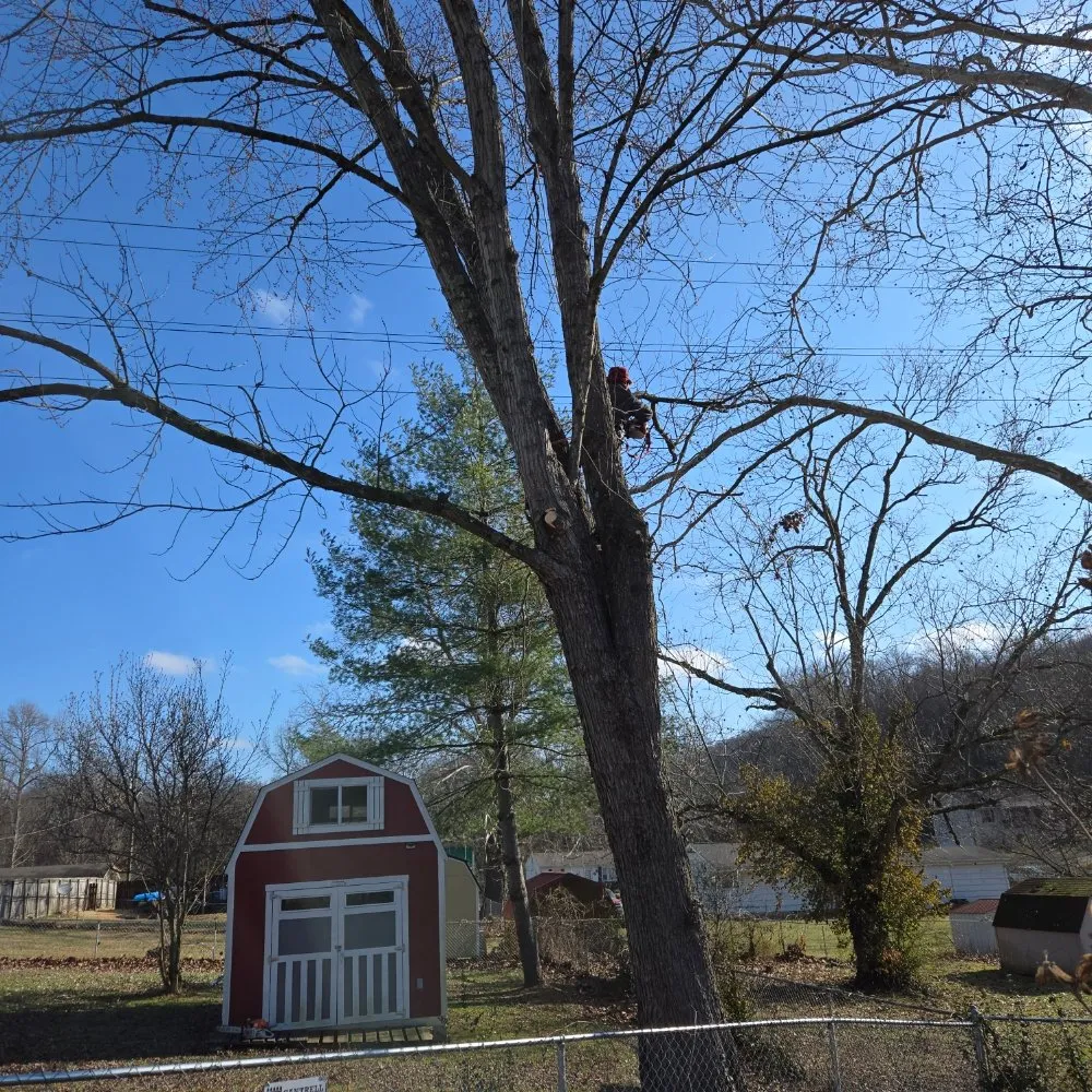 Expert outdoor landscaping for homes across Knoxville, TN - Voluntrees