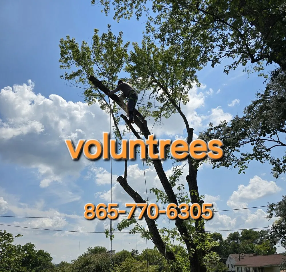 Affordable residential landscaping in Knoxville, TN - Voluntrees