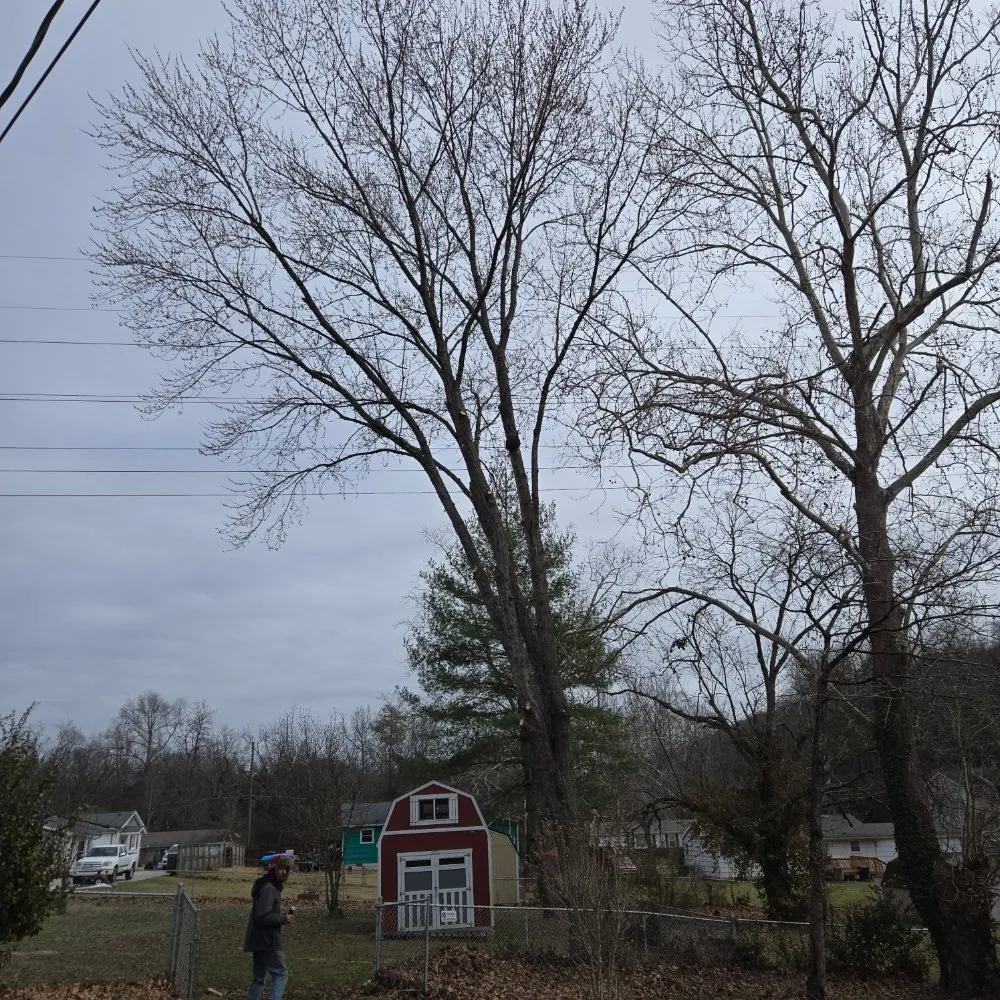 Custom lawn care service for year-round maintenance across Knoxville, TN - Voluntrees