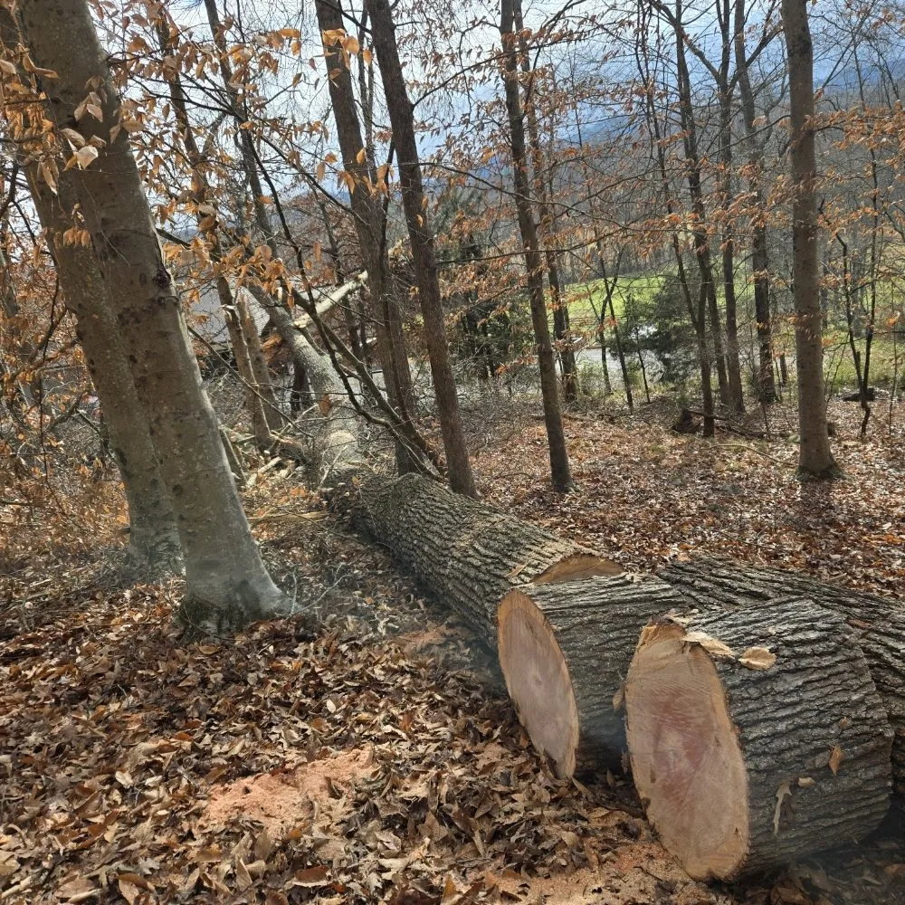 Reliable yard cleanup service for beautiful yards in Knoxville, TN by Voluntrees