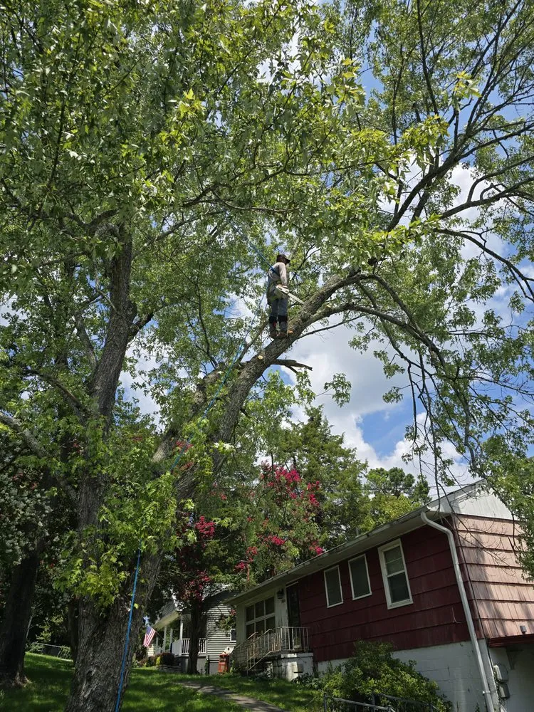 Professional lawn mowing service for outdoor upgrades across Knoxville, TN - Voluntrees