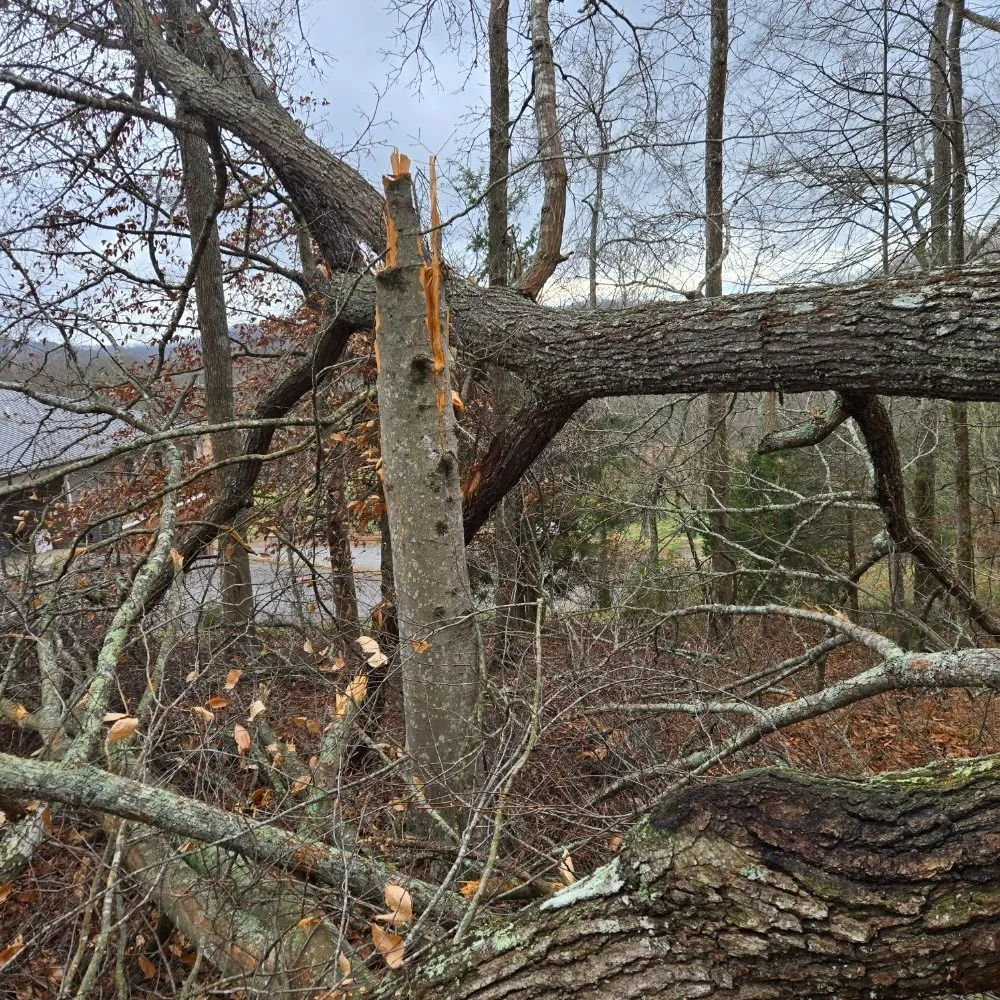 Professional lawn care service in Knoxville, TN - Voluntrees