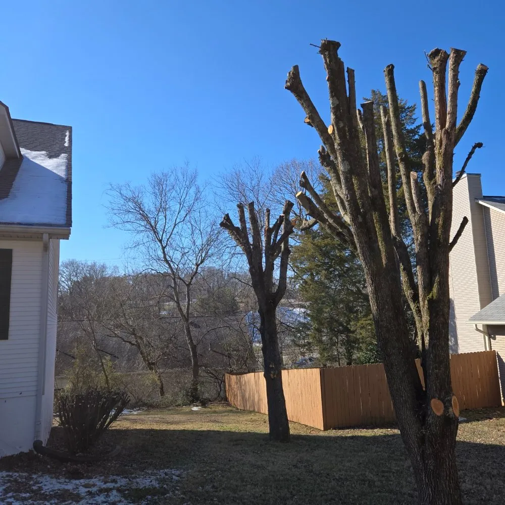 Professional landscape design in Knoxville, TN - Voluntrees