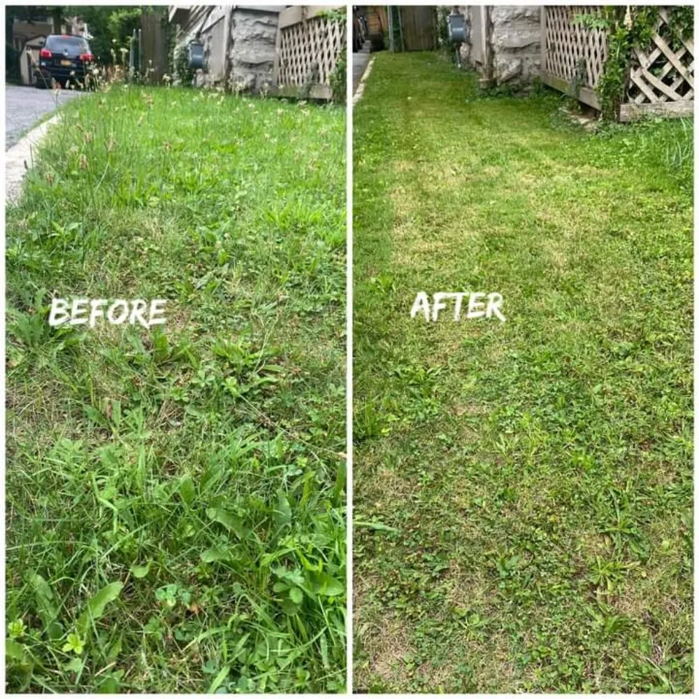 Professional yard cleanup service in Rochester, NY by Vons Crispy Clean