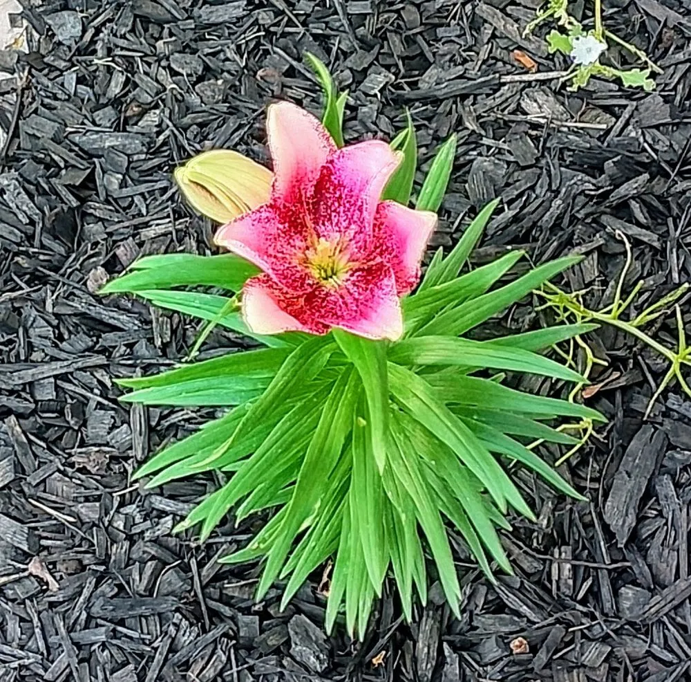 Local landscape installation for beautiful yards across Preston, ID - Vortex Lawn Care