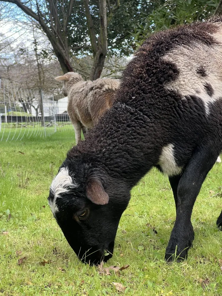 Top-rated residential landscaping experts serving Morgan Hill, CA - Votaw Livestock